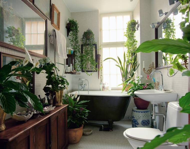 Bathroom plants