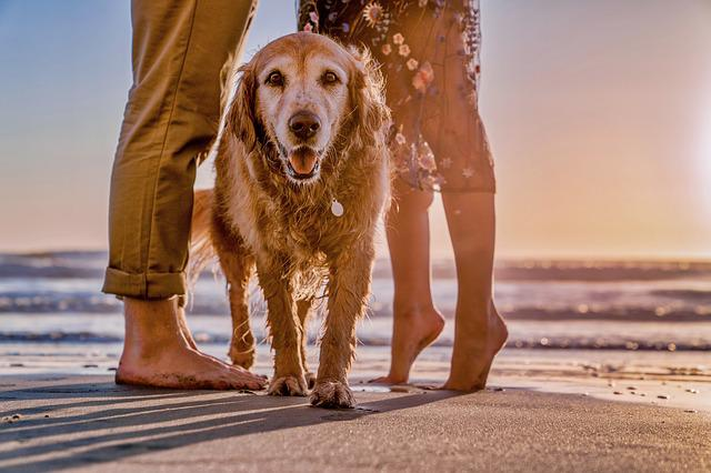 dog, young, cute, san diego ca, mission bay, north beach dog run, downtown san diego, dog friendly restaurants, dog-friendly places