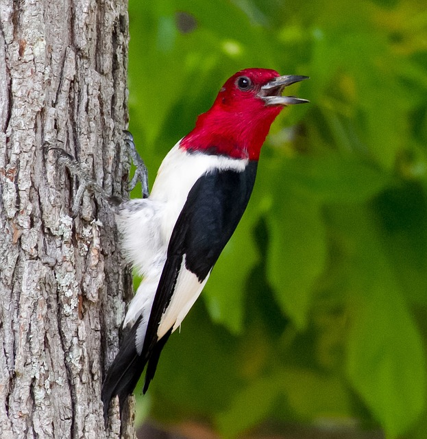 woodpecker, red, head