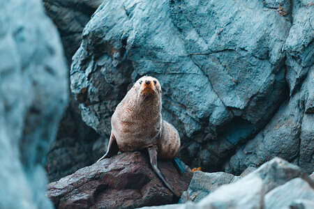 Seal sitting on rock