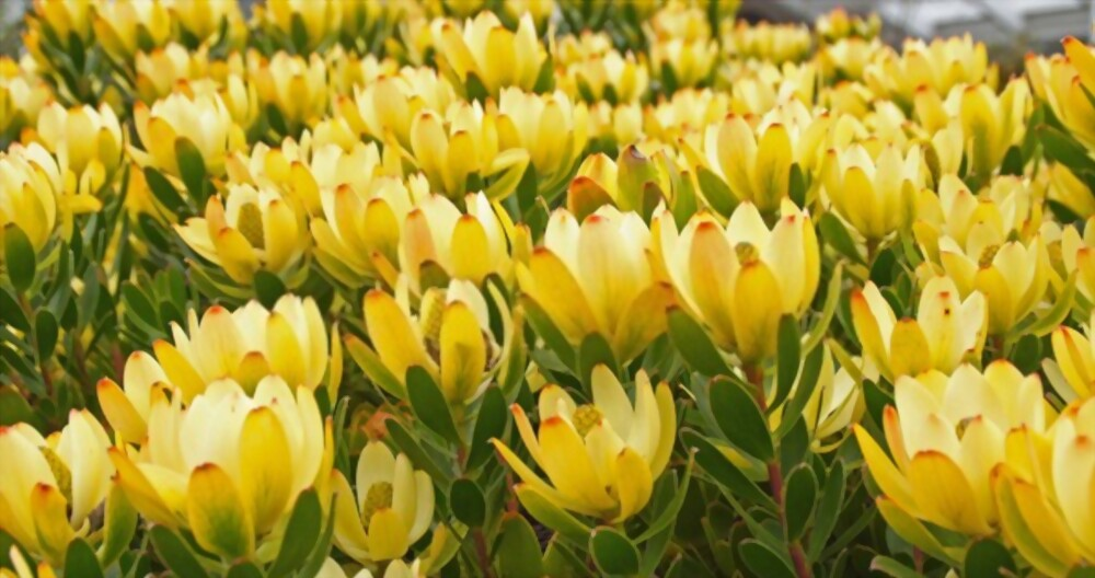 Leucadendron