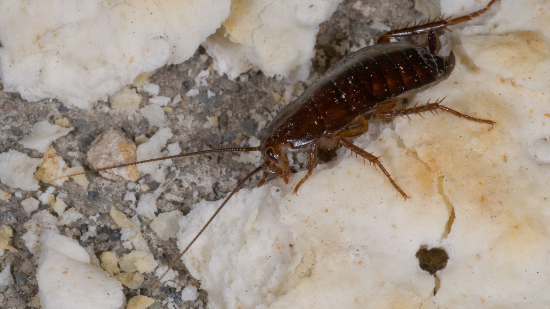 An image of an Oriental roach crawling along bread crumbs.
