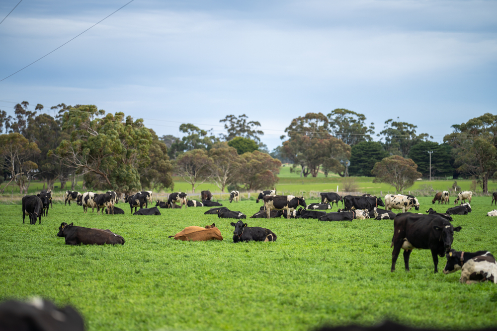 cattle grazing in a field