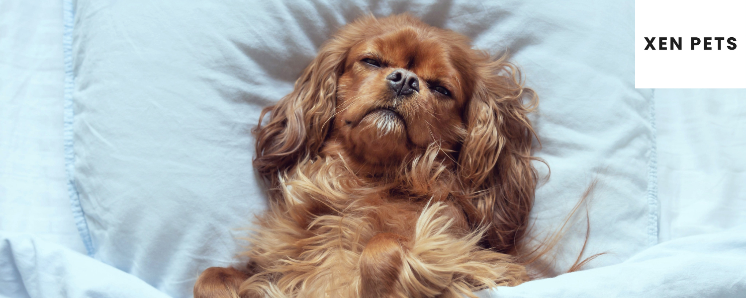 dog laying in bed