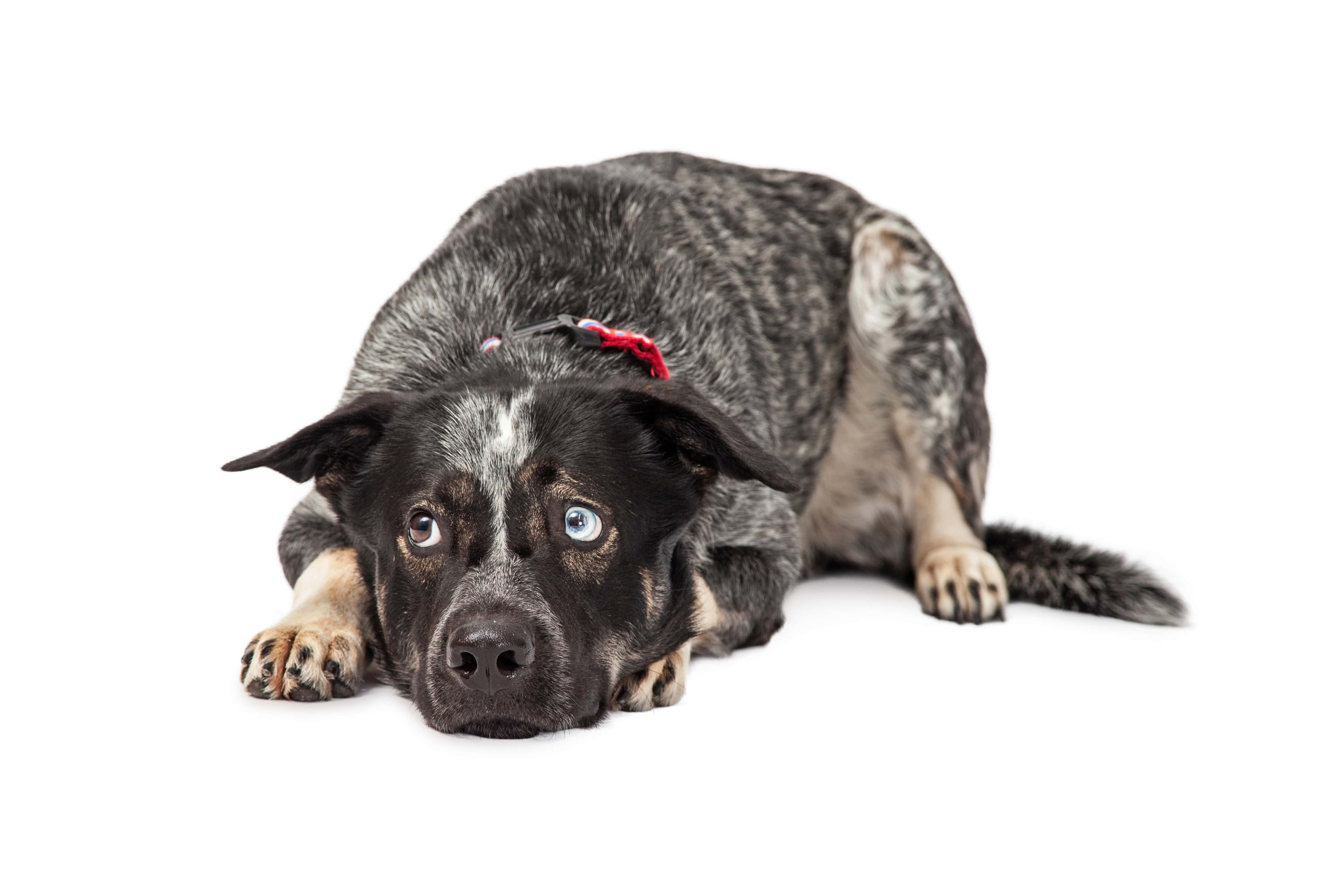 Australian Shepard with anxiety