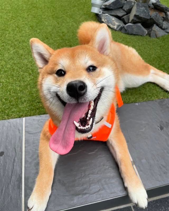 another happy shiba inu. 