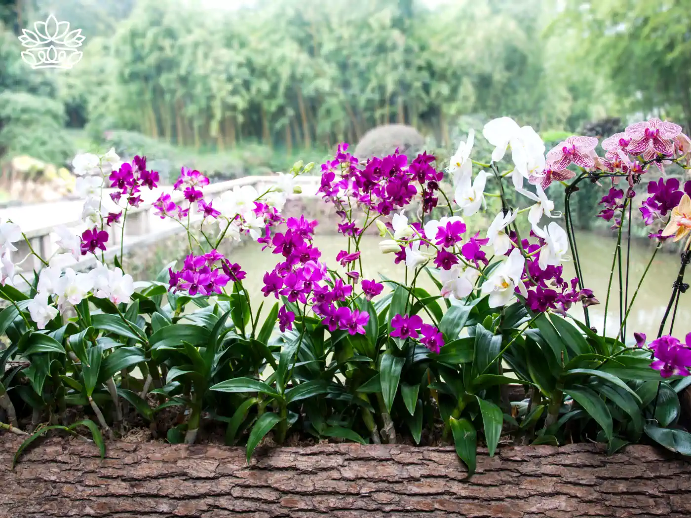 A garden bed filled with vibrant pink, purple, and white orchids in full bloom. Fabulous Flowers and Gifts - Orchids Collection.