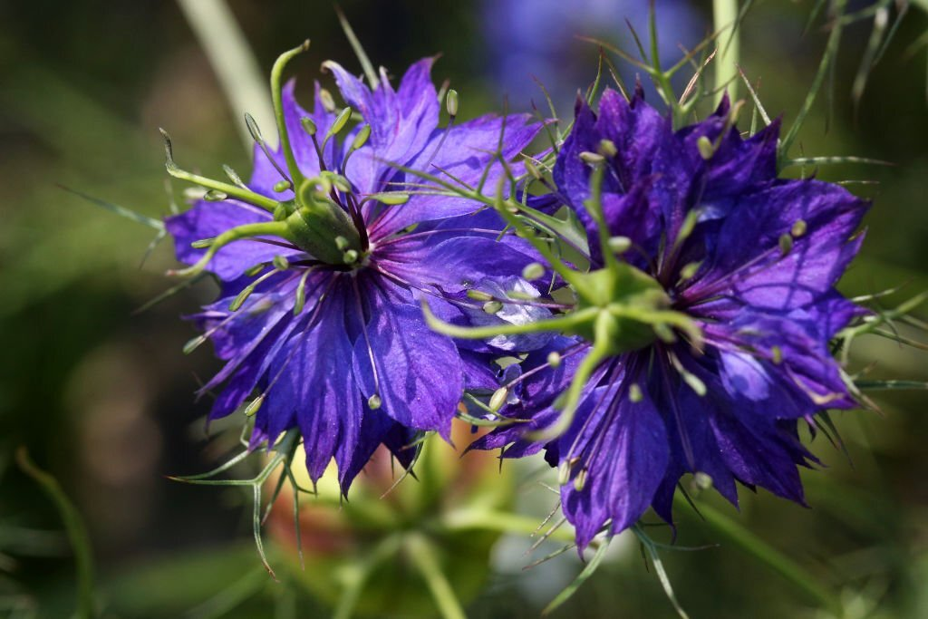 Love in a Mist