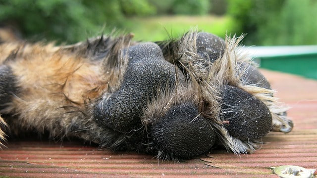 dog's paw, german shepherd, pet