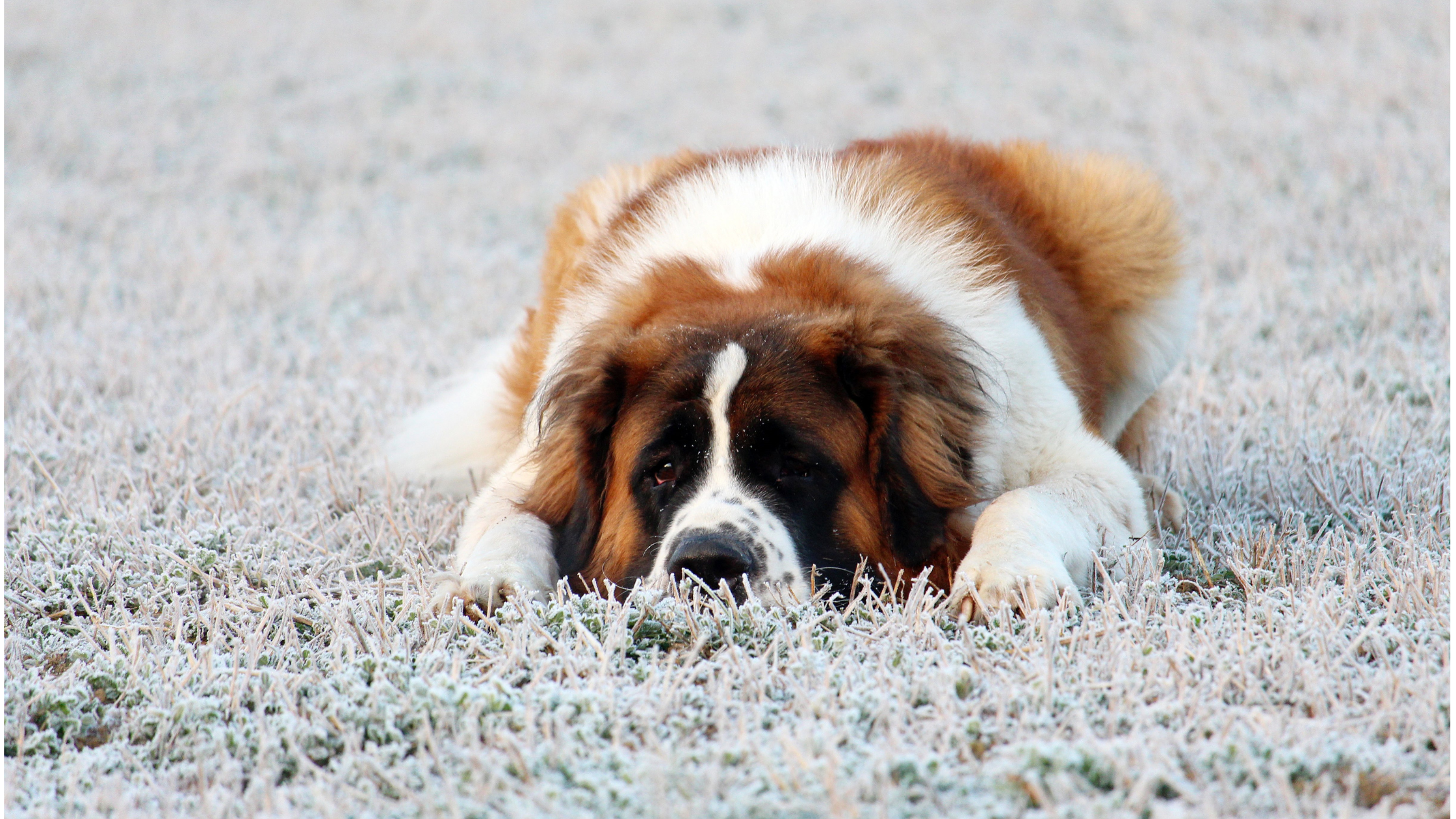 A healthy Saint Bernard laying in a large field