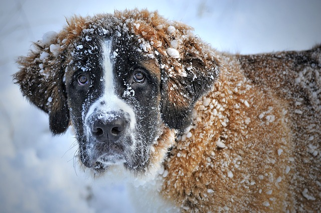 dog, domestic animal, snow