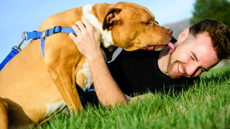 a7a338cd 05c0 455a 9fcf c525163ab005 Investigating the Canine Quirk: Why Does My Dog Lick Everything?