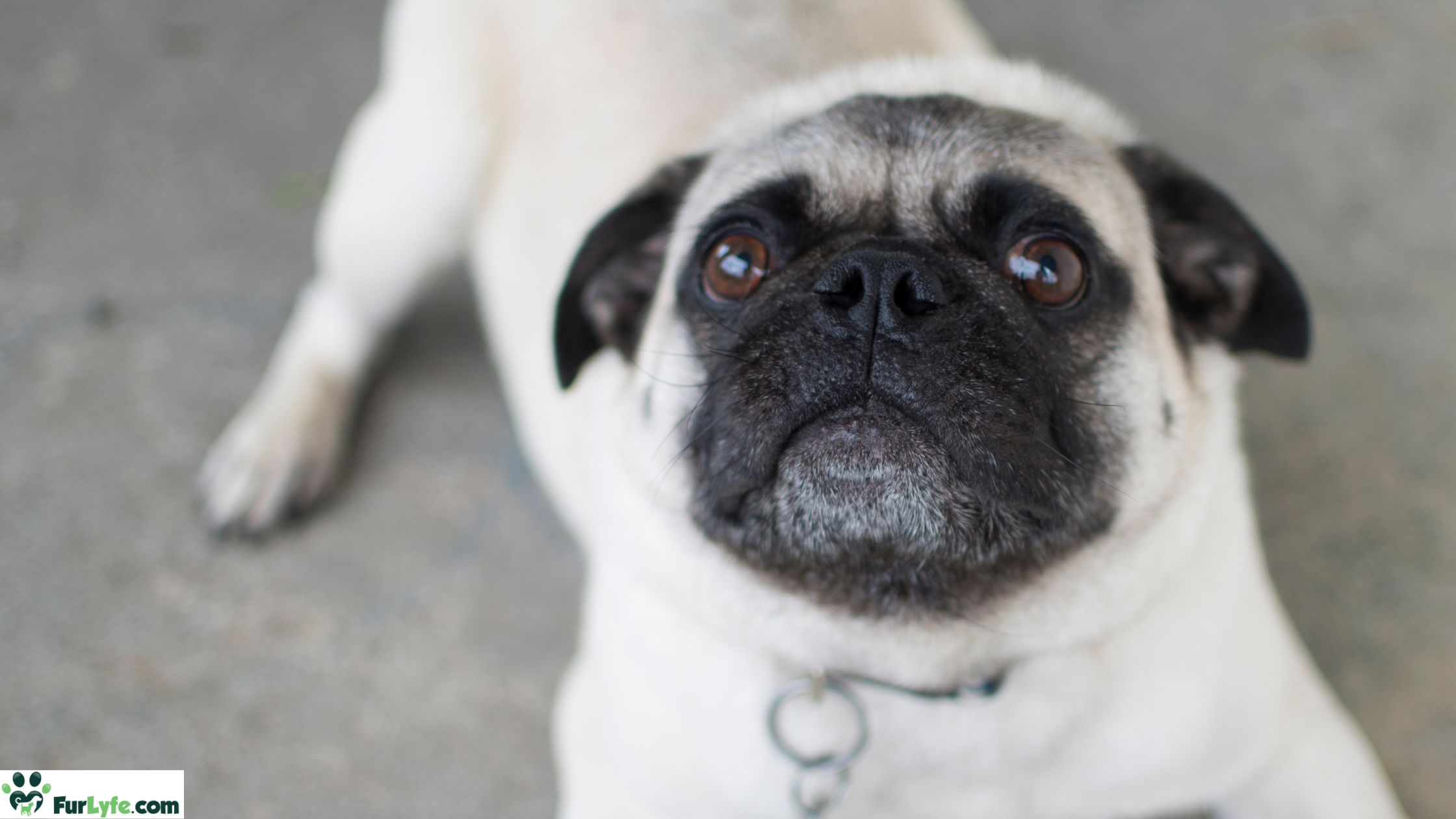 A young healthy pug looking up from the ground