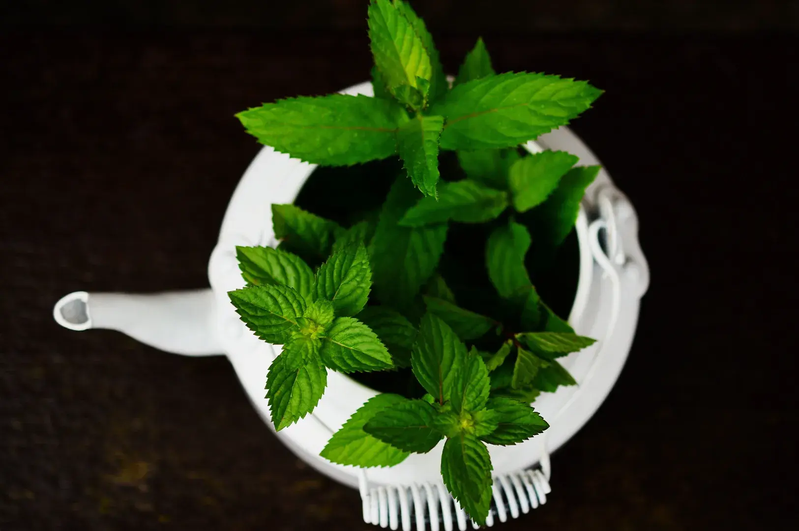 Fresh mint sprigs planted inside a white teapot planter.