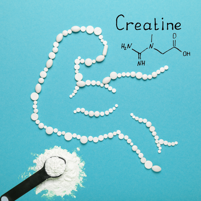 Diagram showing the role of creatine in muscle energy production