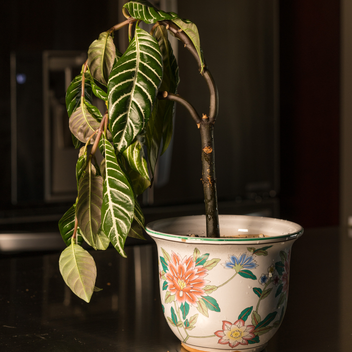 Drooping houseplants due to insufficient light, highlighting the question "why are my plants drooping?"
