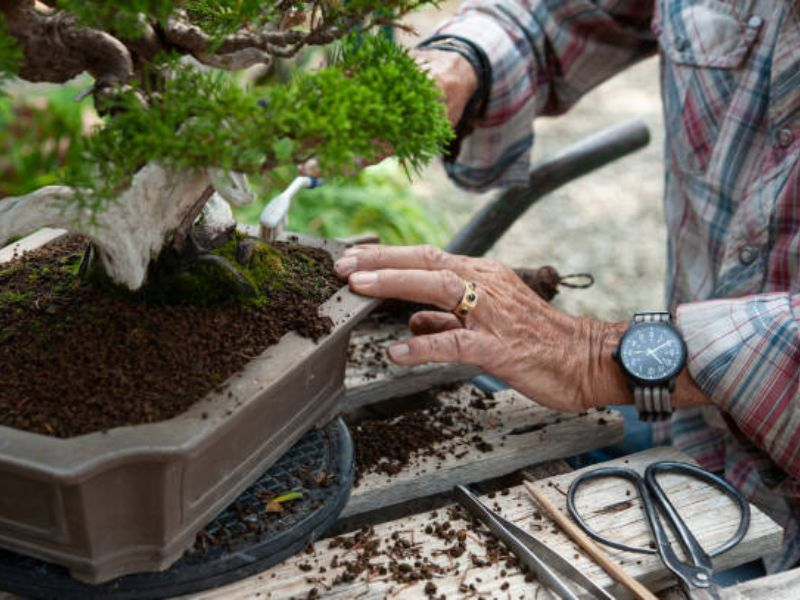 Selecting the correct soil mix that matches the tree's natural habitat and growth patterns.