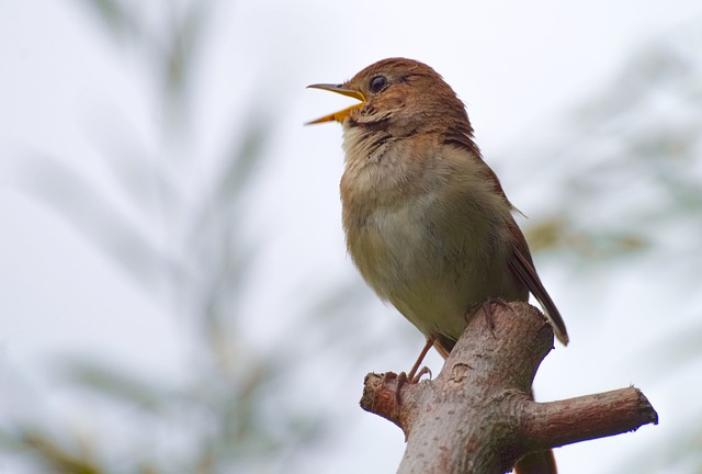 Nightingale, Birds that start with N