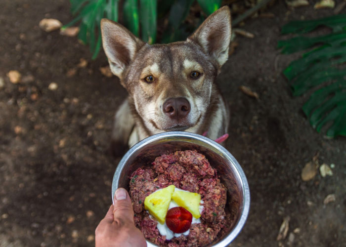Raw feeding dog with biologically appropriate raw food