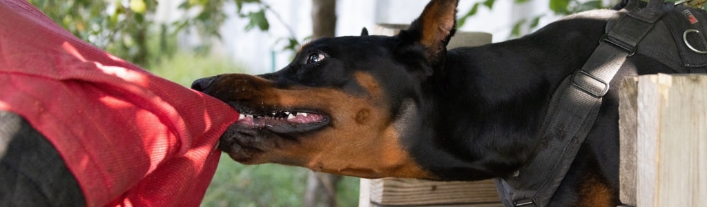 An image showing a dog attack by one of the most aggressive breeds