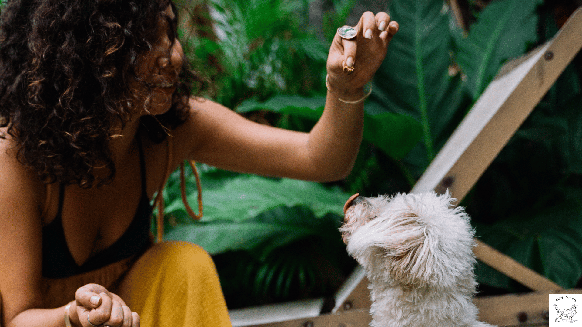 Maltese being fed a treat