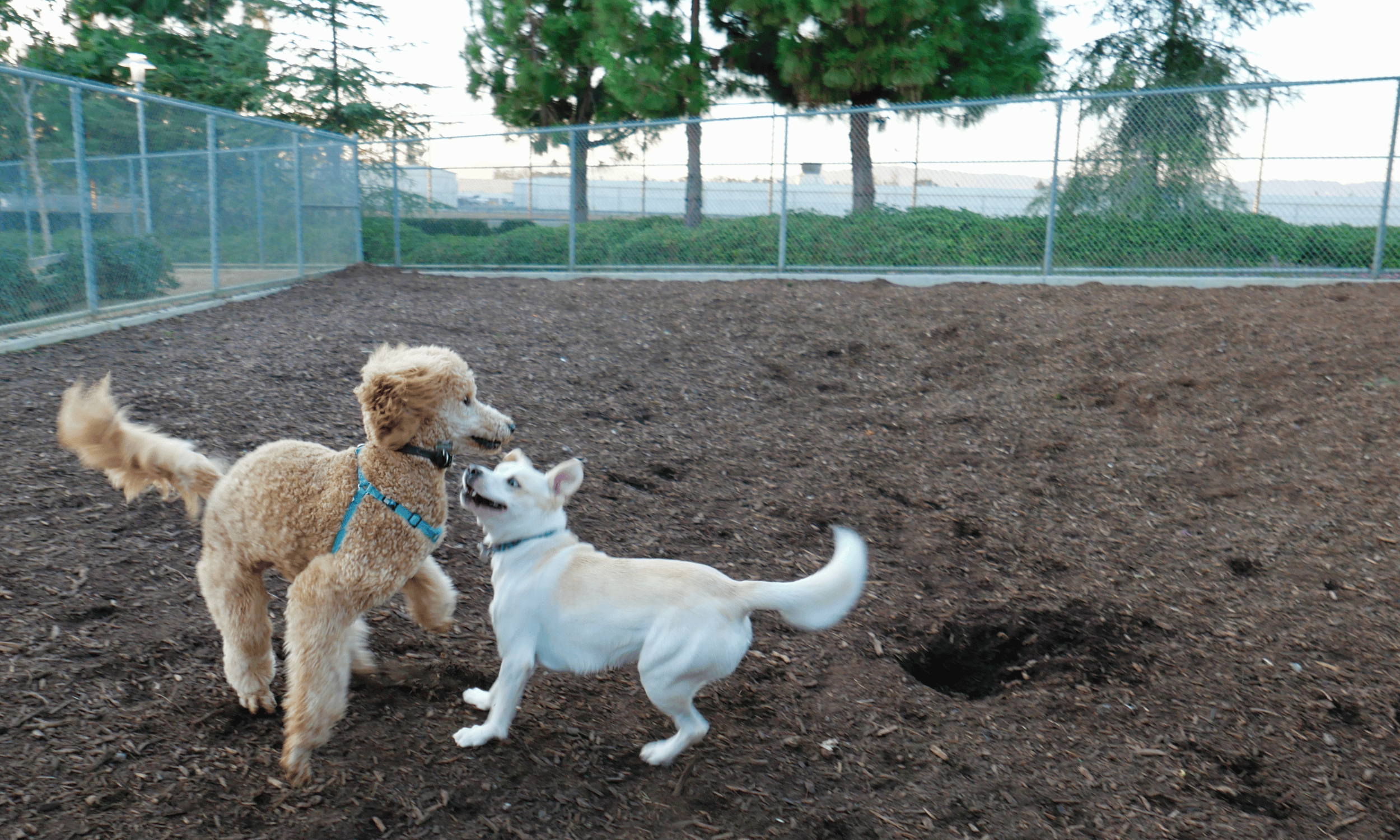 Koirat leikkivät koirapuistossa