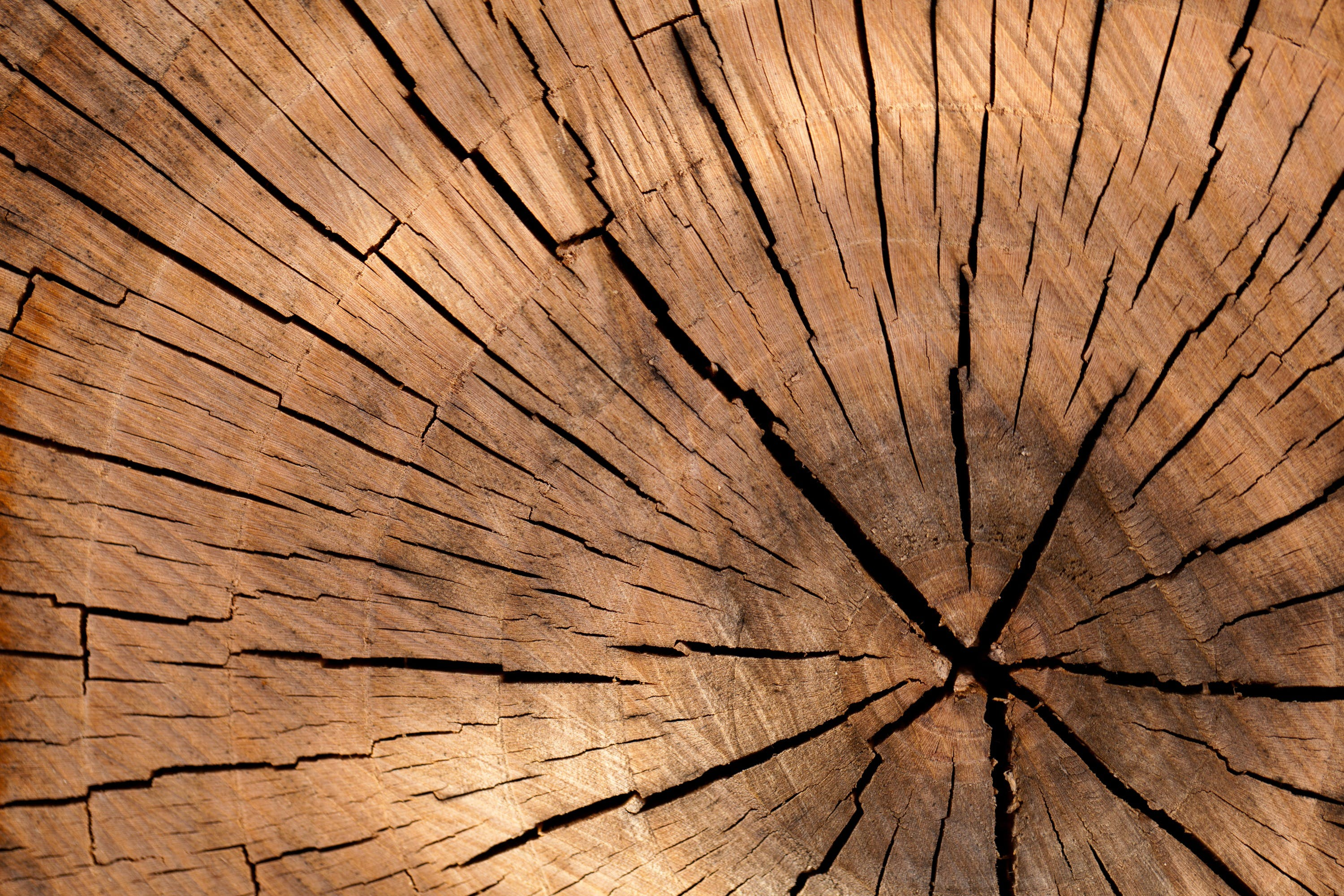 Close-up of oak wood grain