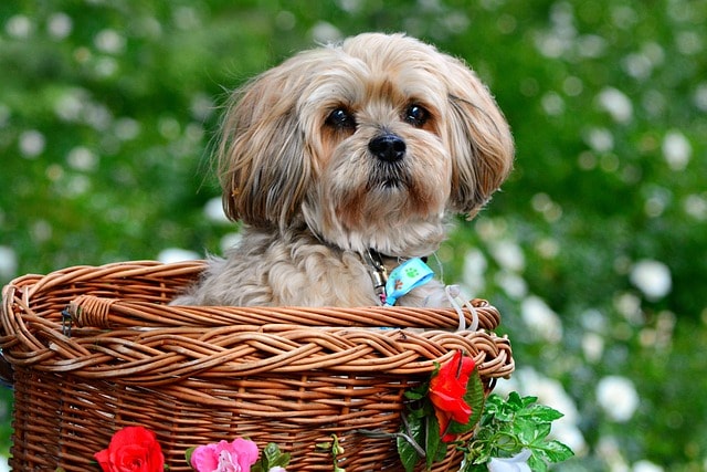 lhasa apso, pet, dog, animal, canine, nose, eye, nature, long haired, basket, green animals, green eye, green hair, lhasa apso, lhasa apso, lhasa apso, lhasa apso, lhasa apso