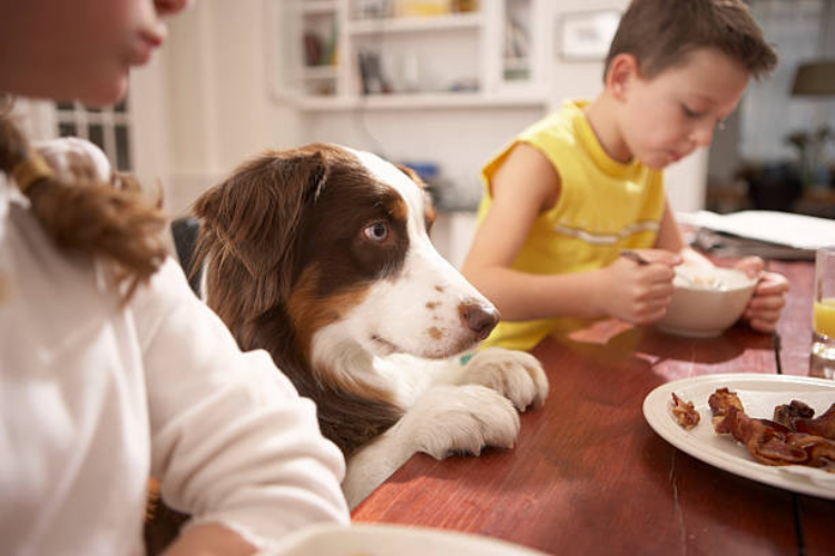 Understanding of Probiotics for Your Dogs