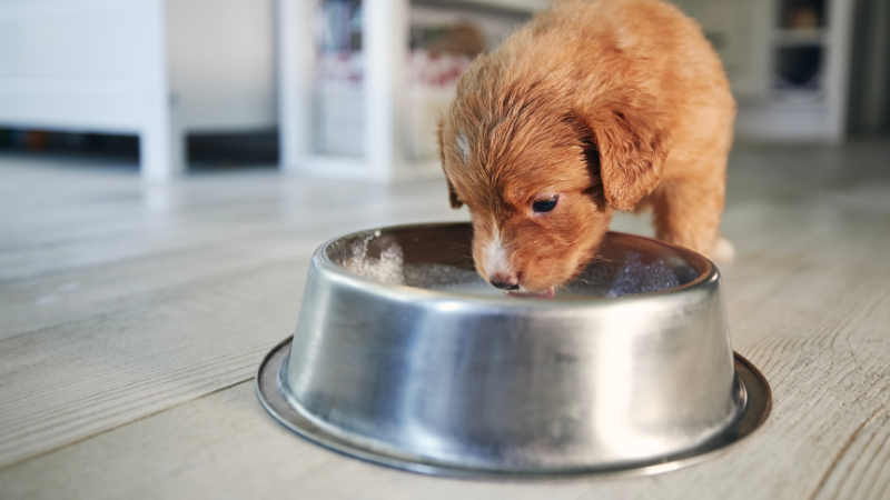 Curious About Canine Nutrition Can Dogs Drink Milk Safely