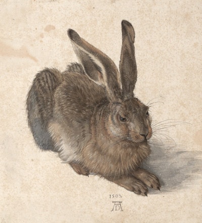 The Young Hare