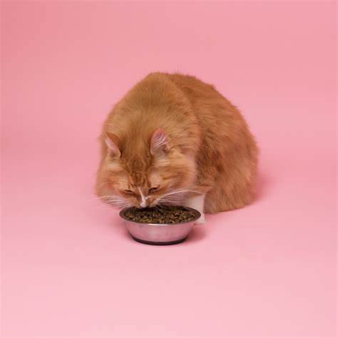 Kat is aan het eten