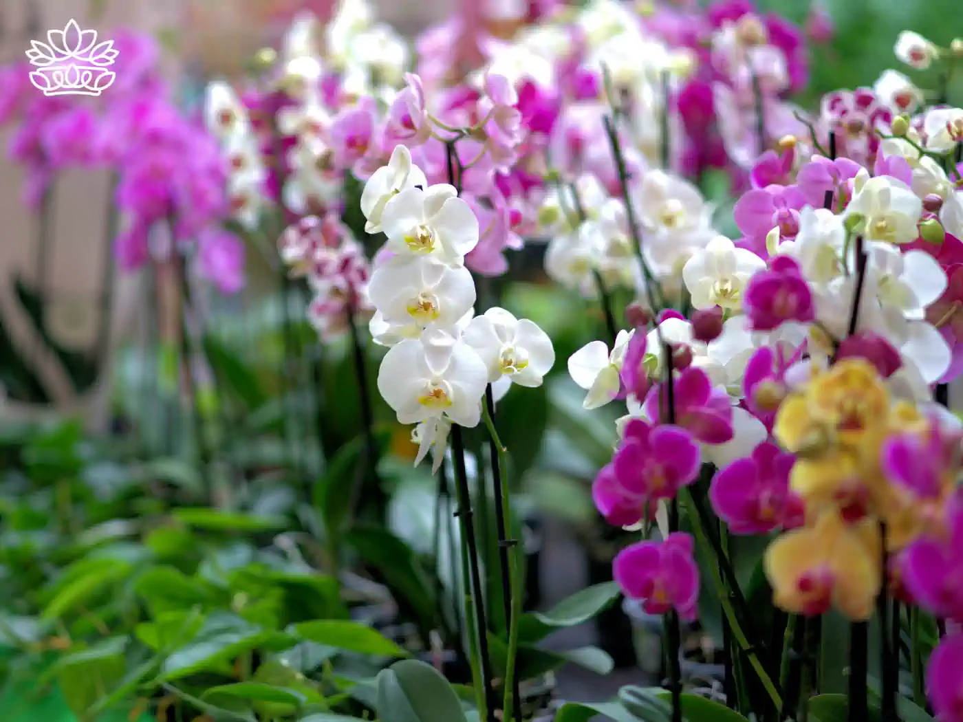 An array of various coloured orchids, including pink, white, and yellow, in a garden setting. Fabulous Flowers and Gifts - Orchids Collection.