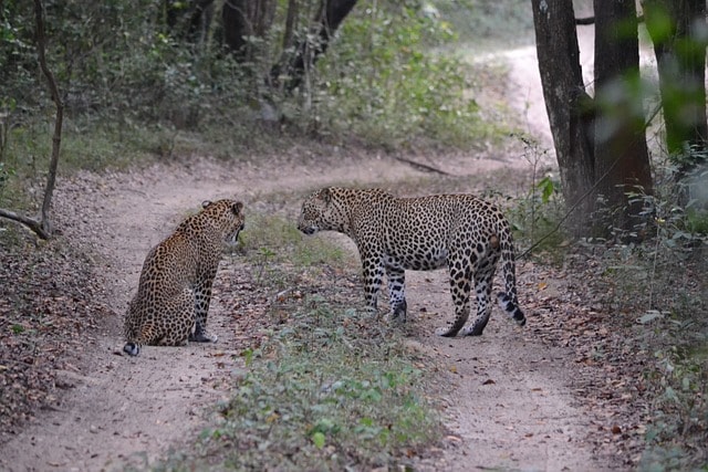 Sri Lanka Family Holidays: Wildlife Adventures for Families