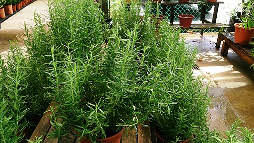 Health benefits of rosemary