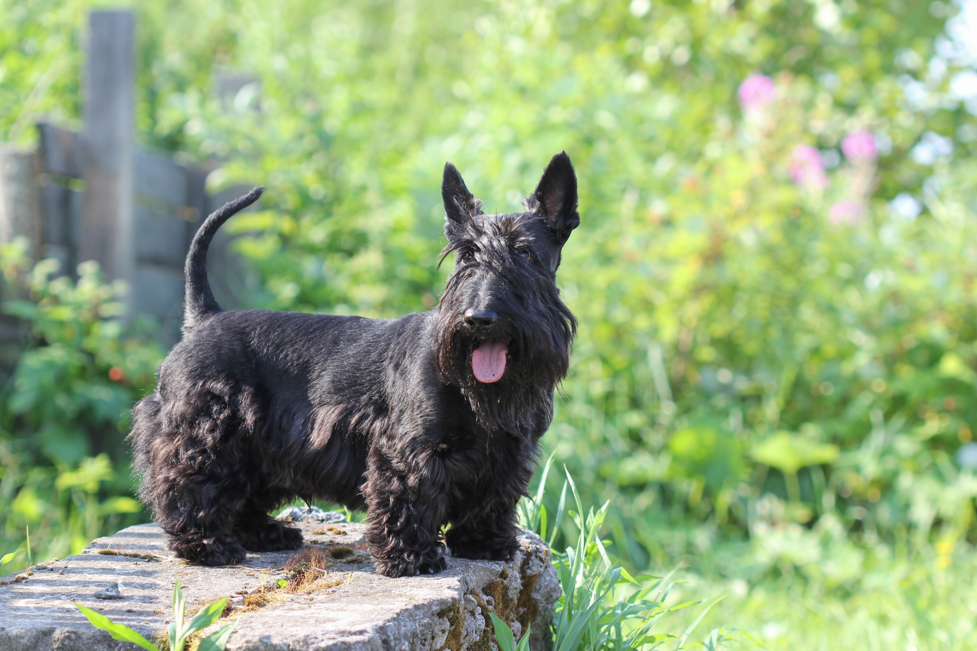A healthy Scottish Terrier standing in a park