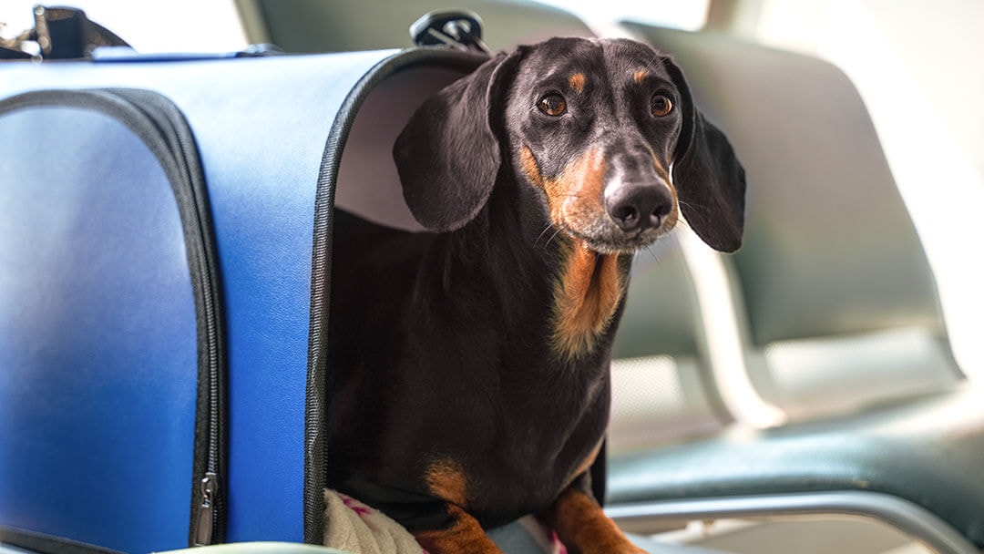 Traveling with your canine pet