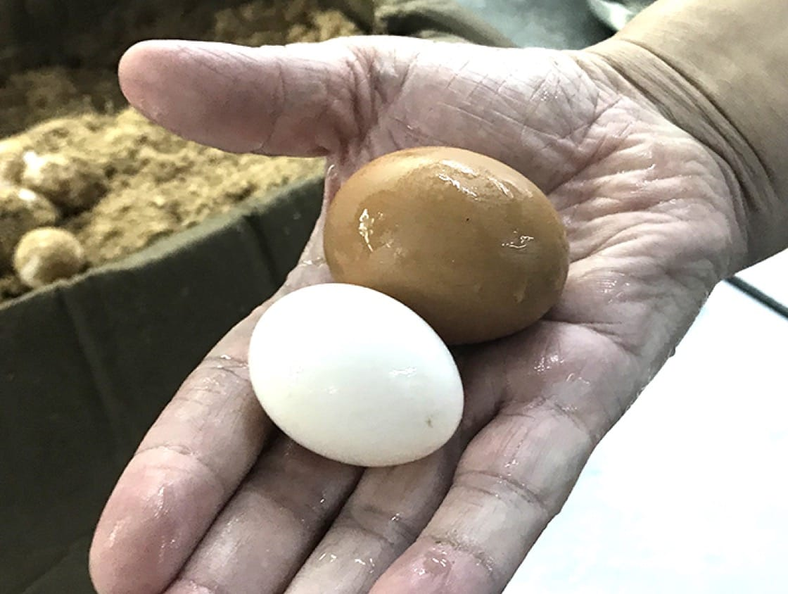 Exploring the Culinary Curiosity Can You Eat Pigeon Eggs?