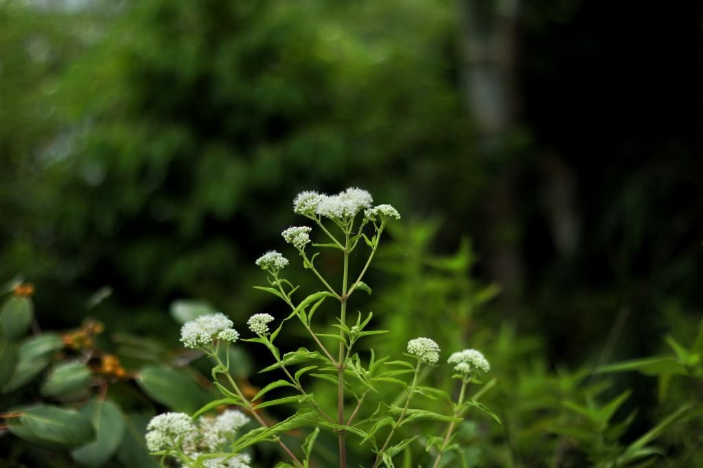 Eupatorium Perfoliatum