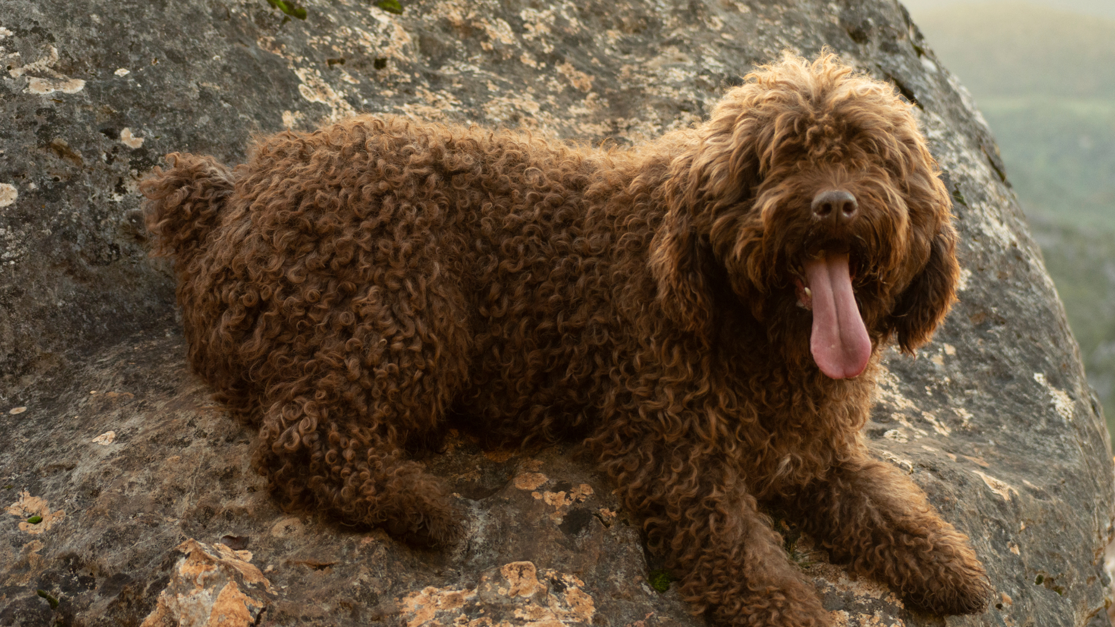 A smiling SWD sitting on a rock