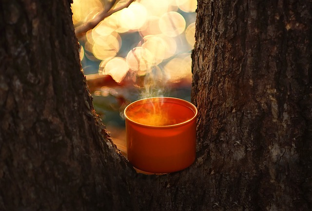 steaming hot drink in an orange mug nestled in between two trees.