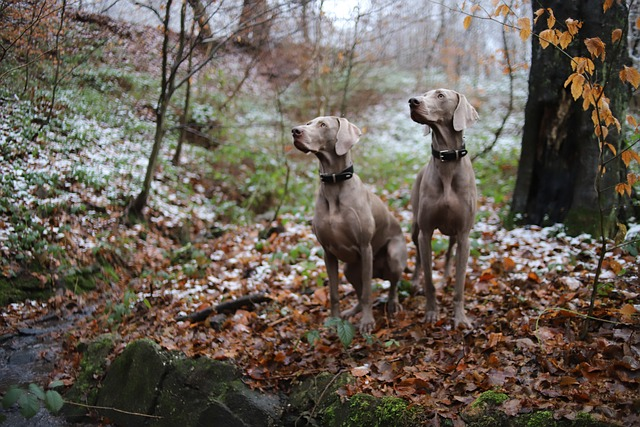 dog, weimaraner, animal