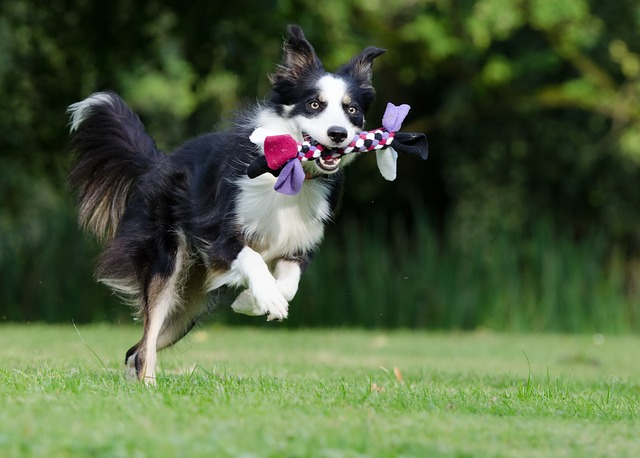 border collie, running dog, playful