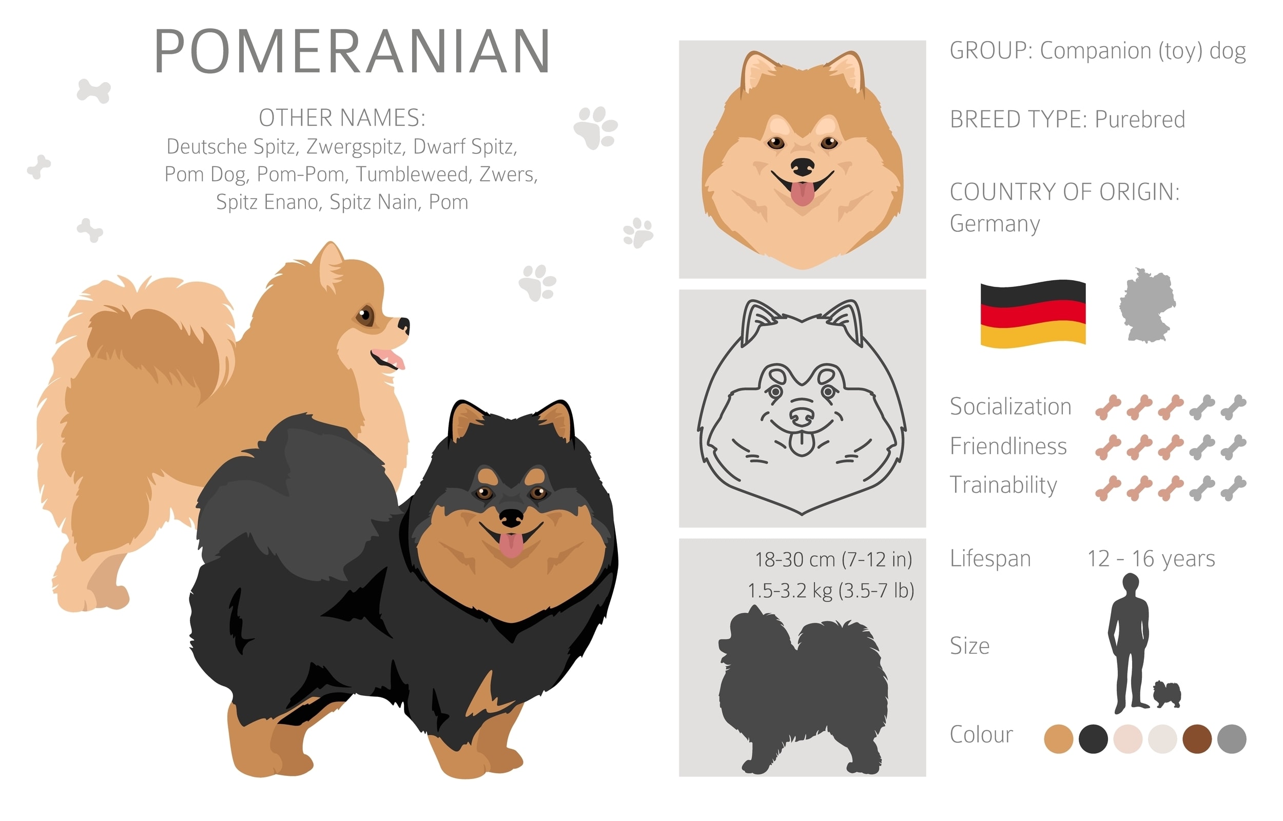 Infographic of the pomeranian dog breed