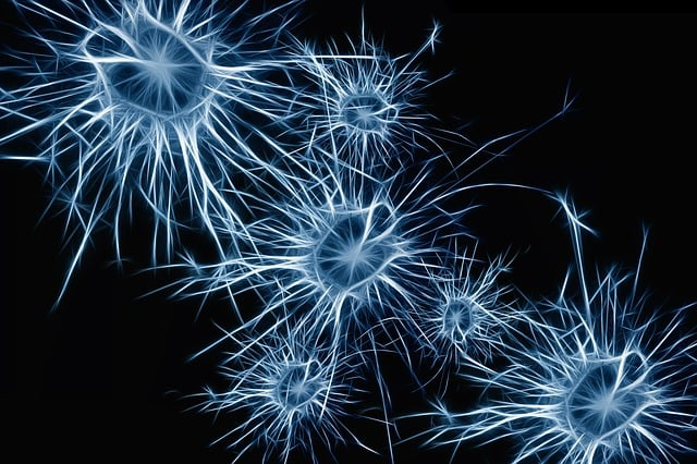 neurons, brain cells, brain structure, sieci neuronowych
