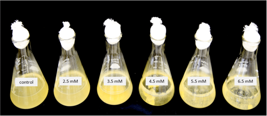 Microbial cultures in Erlenmeyer flasks