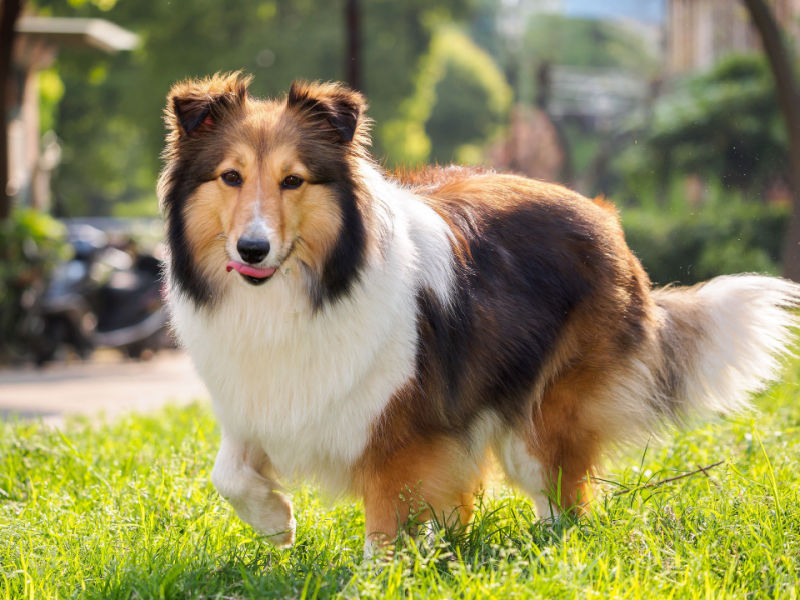 shetland sheepdog running in grass licking lips