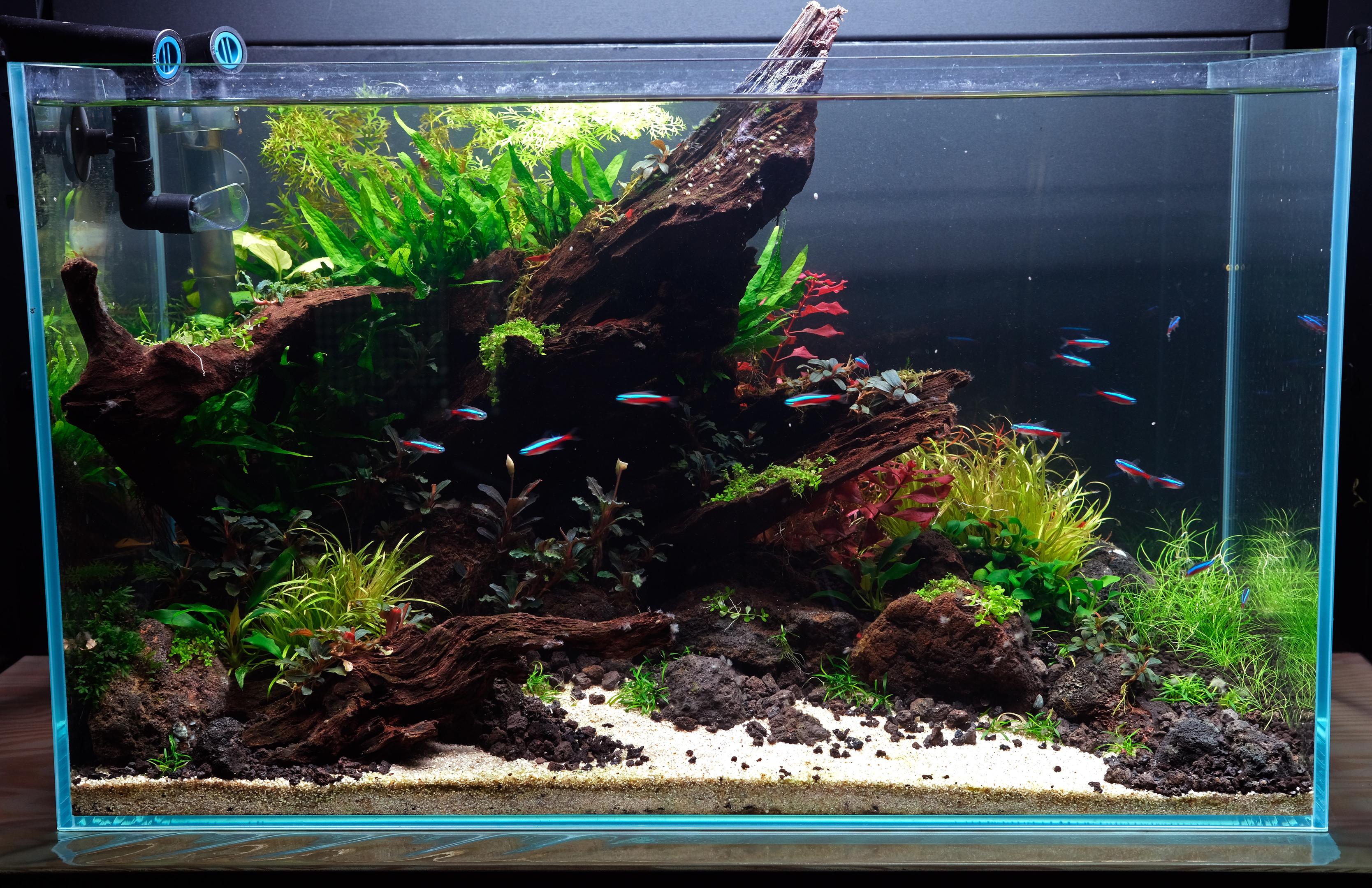 Nature style aquarium with wood center piece
