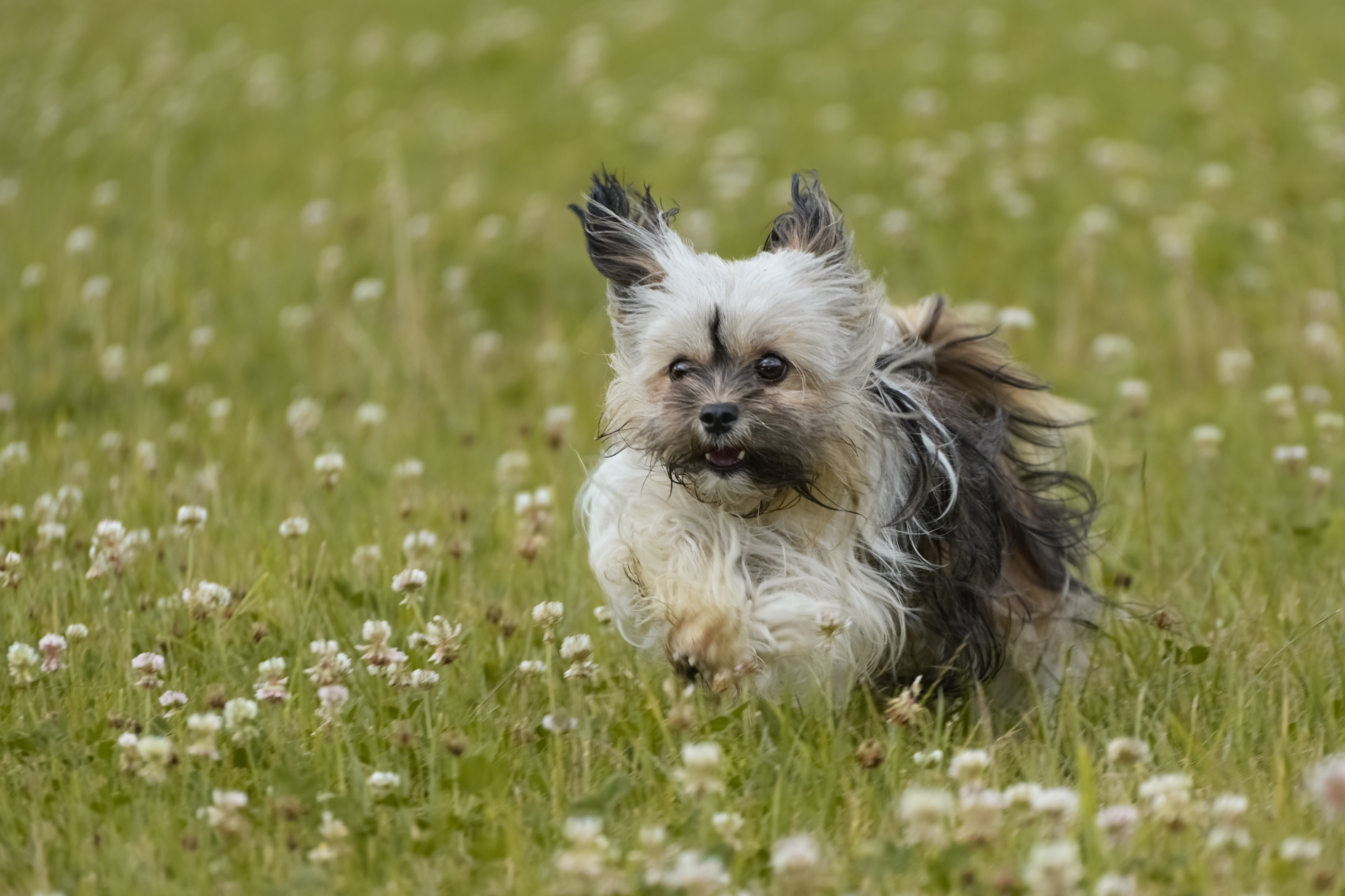Havanese dog running through a patch of flowers