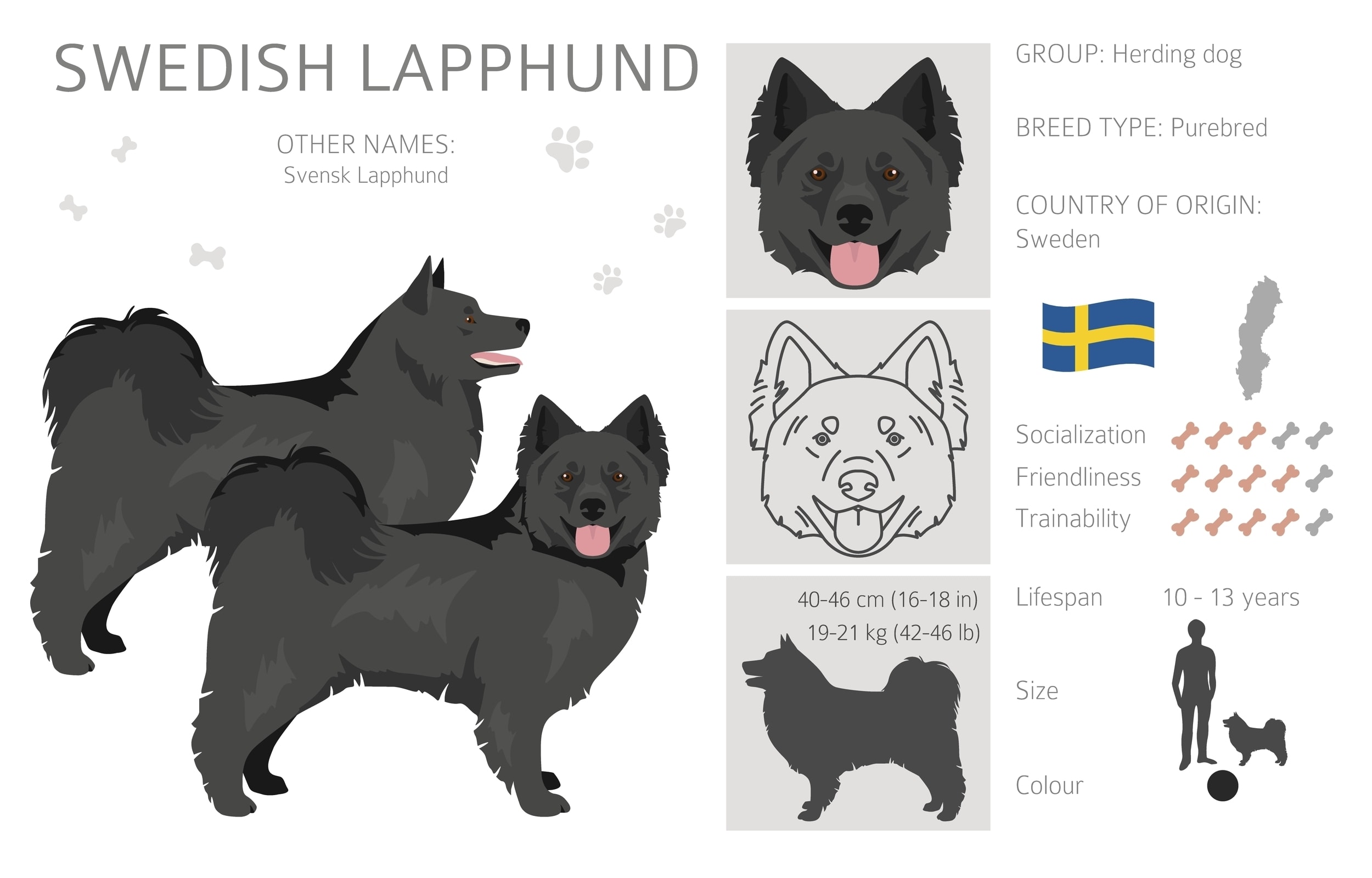 An infographic of the Swedish Lapphund